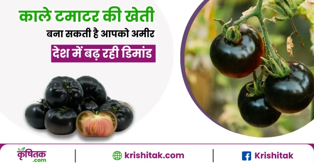 Black Tomato Farming