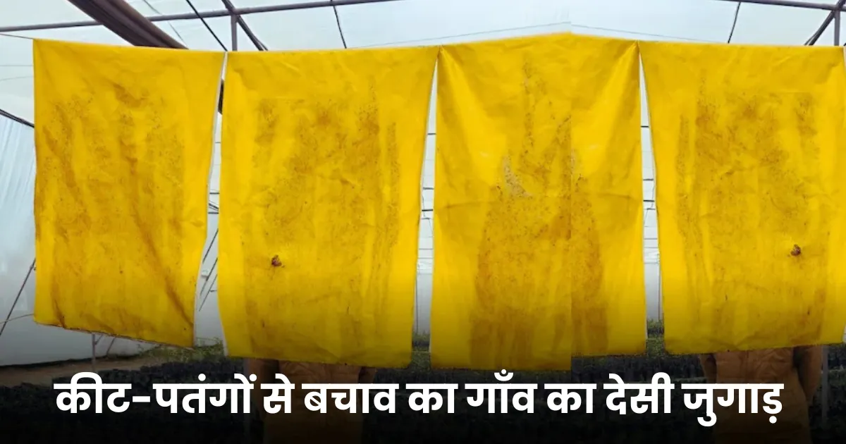 सिर्फ 60 रुपये के देसी जुगाड़ से कीट रहेंगे फसलों से दूर, जानें इस्तेमाल करने का आसान तरीका