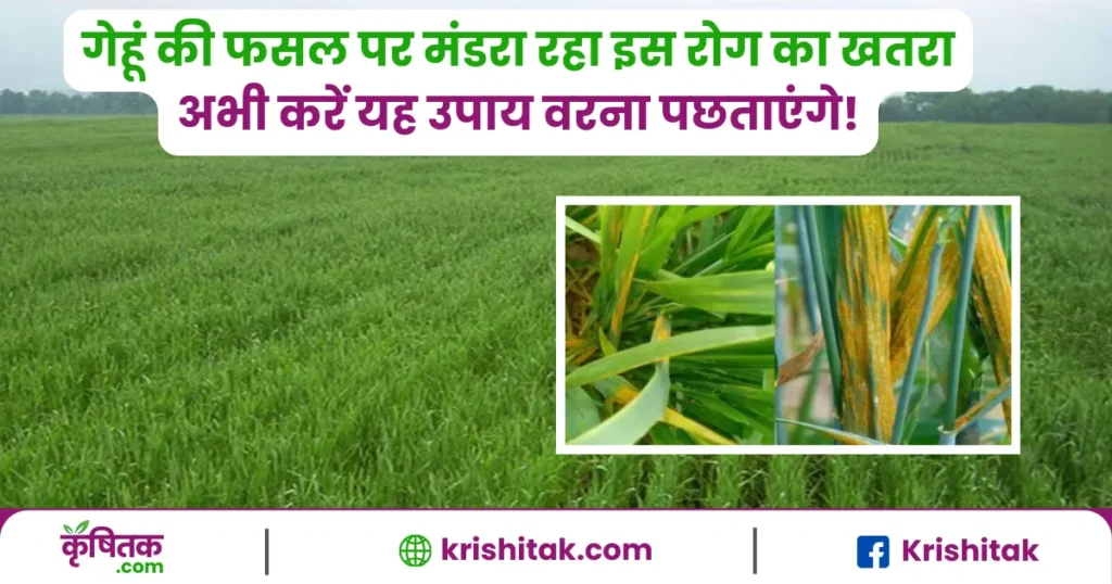 धारीदार रतुआ