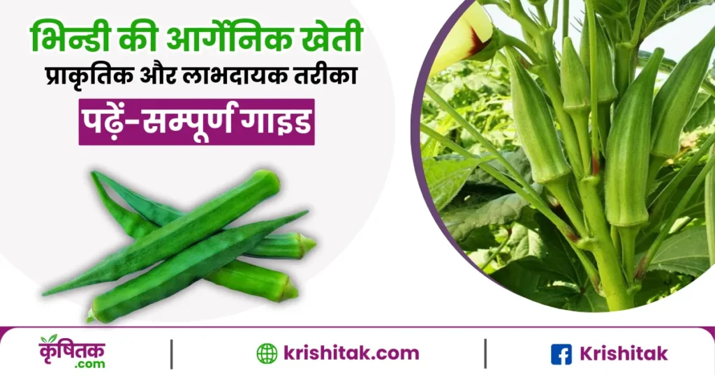 Bhindi ki Organic Kheti