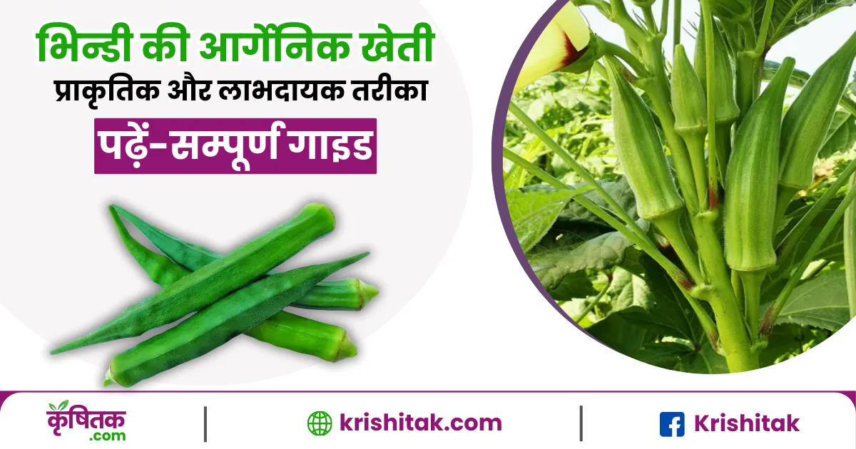 Bhindi ki Organic Kheti