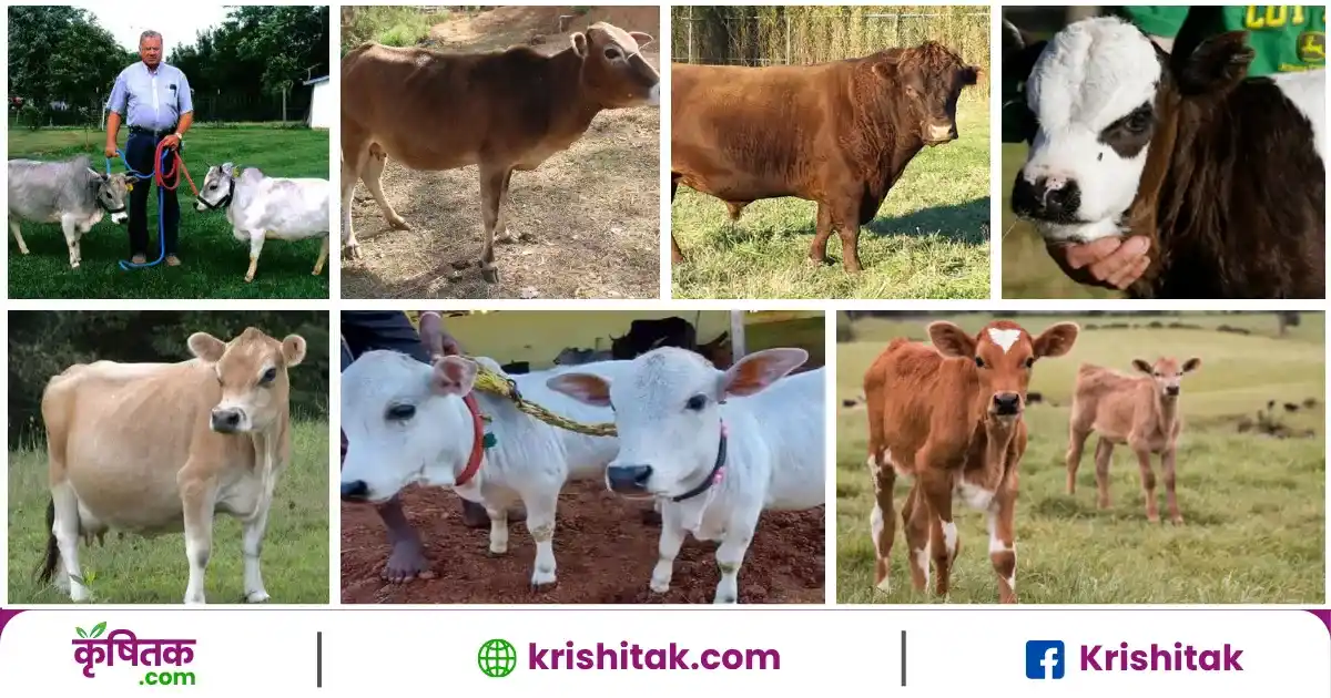 Small Cow Breeds