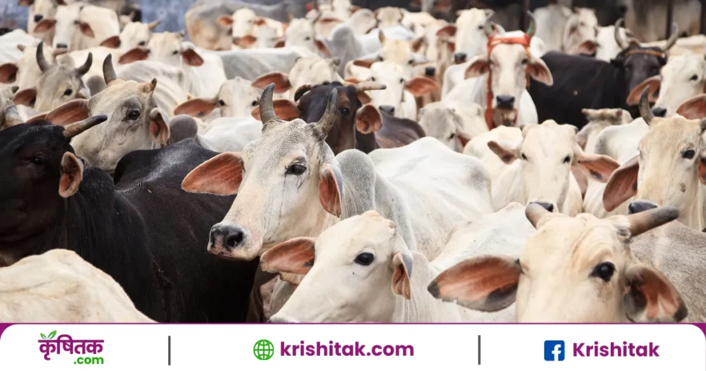 नंद बाबा दुग्ध मिशन