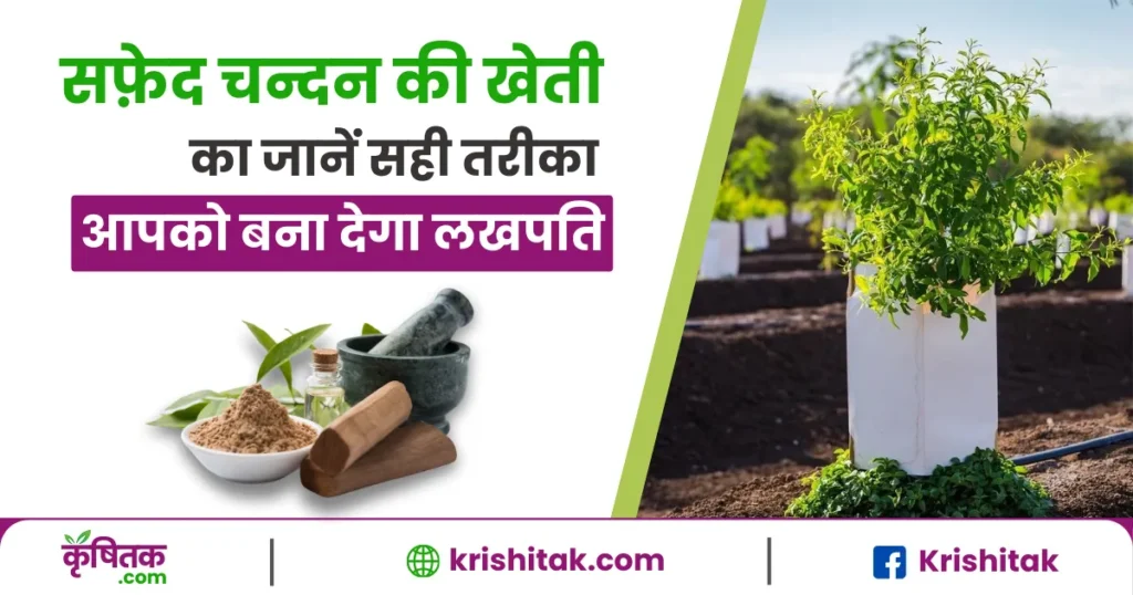 Safed Chandan Ki Kheti