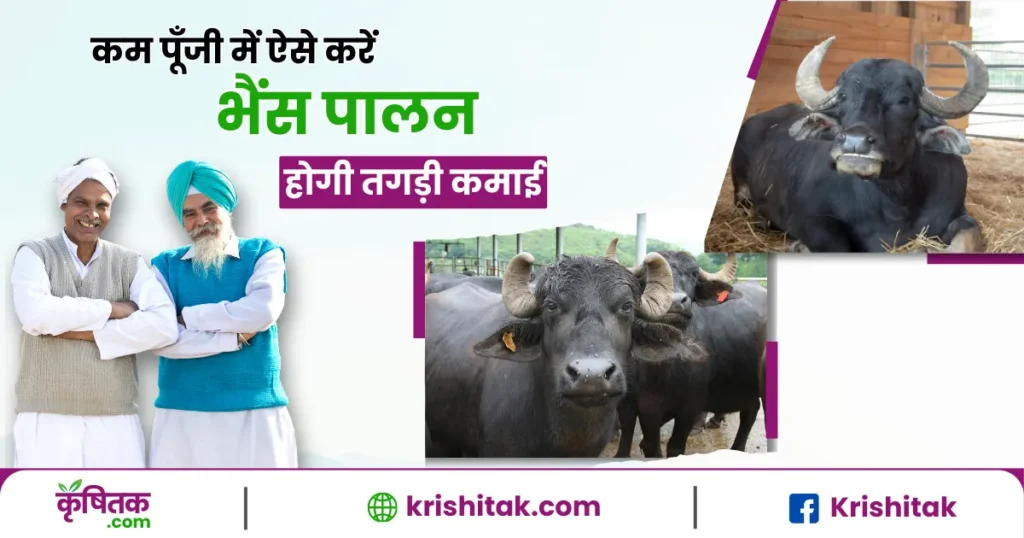 Bhains Palan Kaise Karen