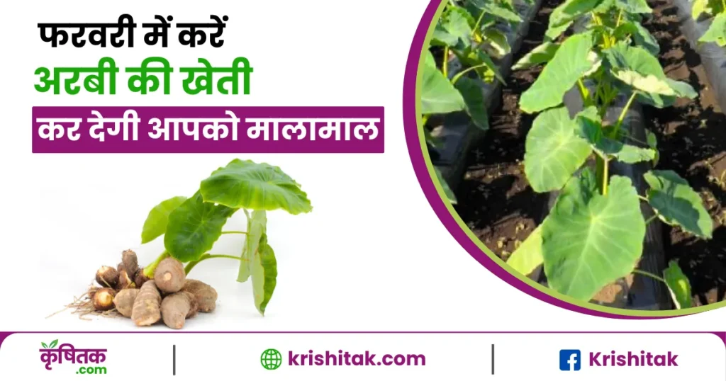 Arbi Ki Kheti Kaise Kare