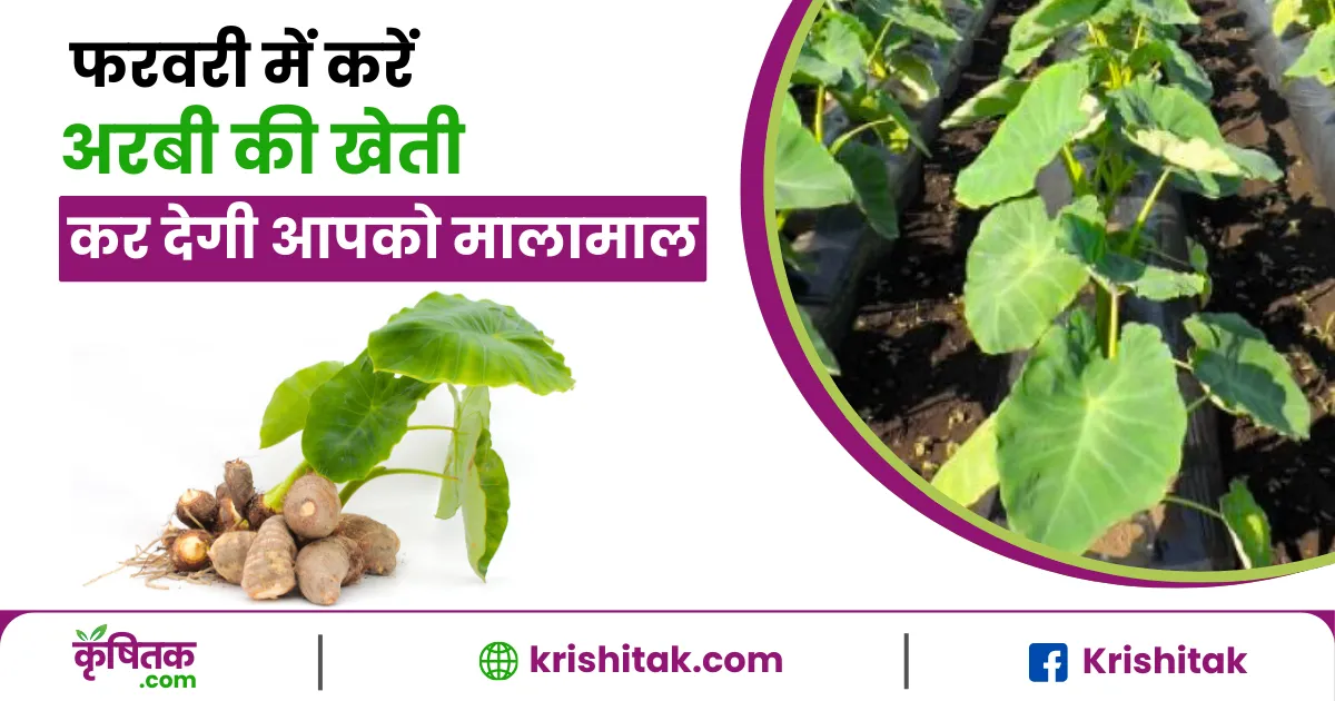 Arbi Ki Kheti Kaise Kare