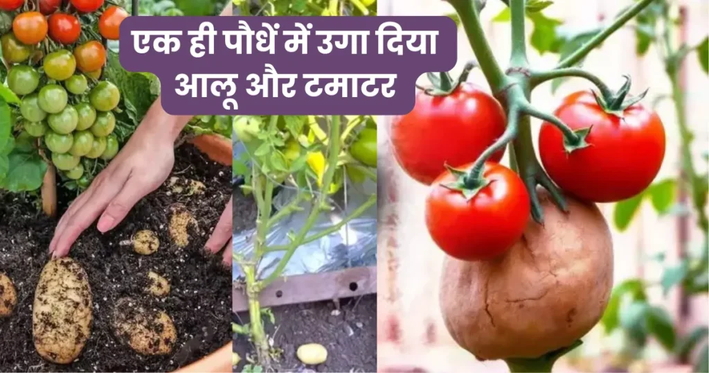 Pomato Farming
