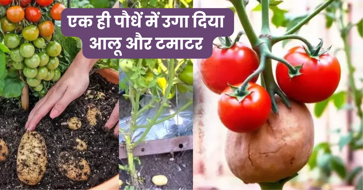 Pomato Farming