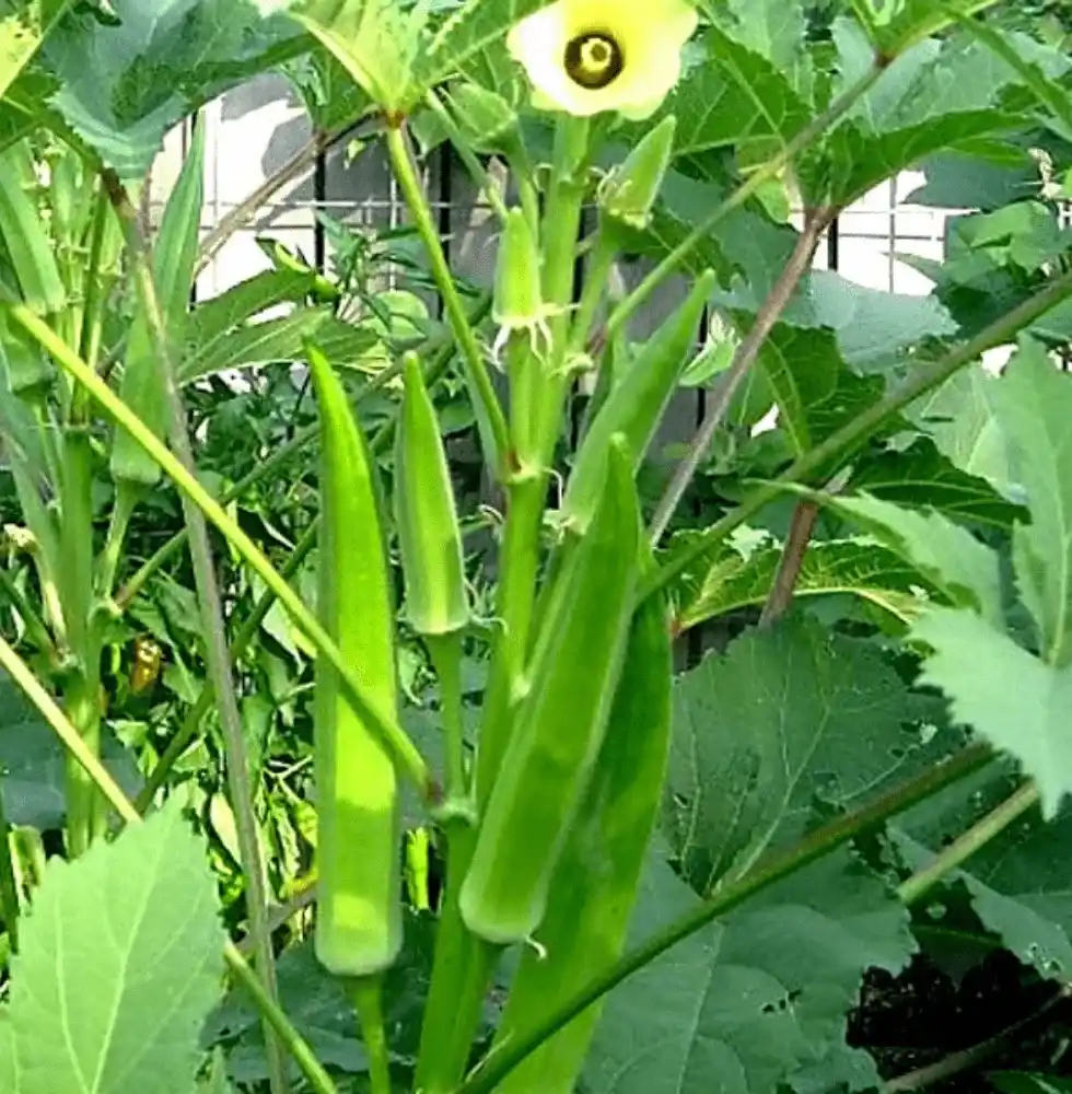 Bhindi ki Organic Kheti