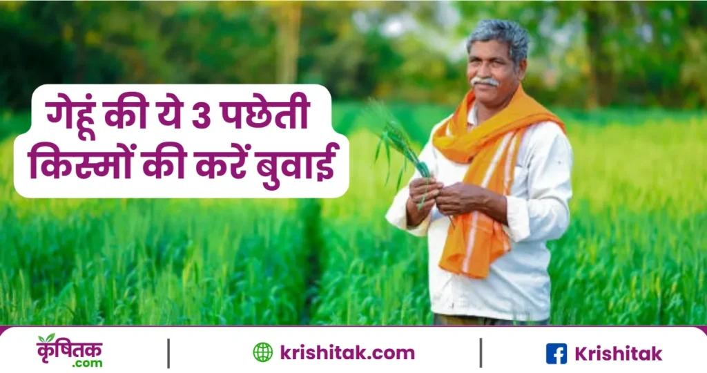 गेहूं की ये 3 पछेती किस्मों की करें बुवाई, तीन सिंचाई में हो जाती हैं तैयार 45 क्विंटल से ज्यादा मिलेगी पैदावार