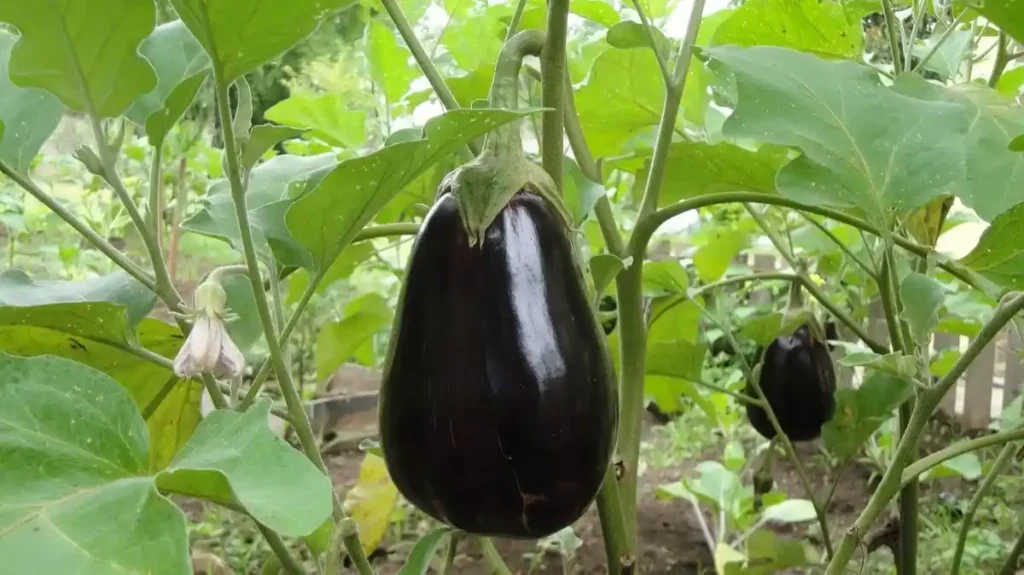 Brinjal Organic Farming