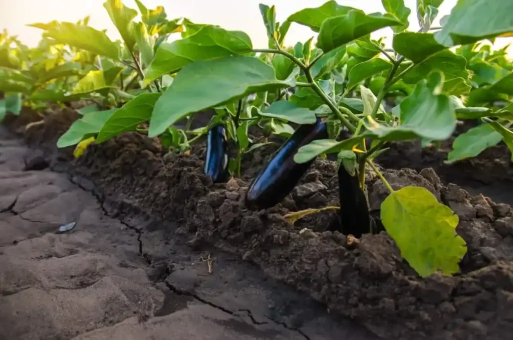 Brinjal Organic Farming