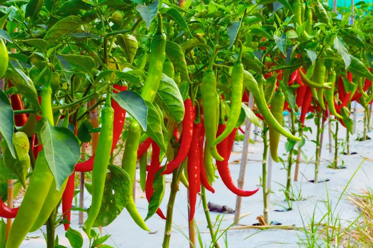 Mirch ki kheti kaise kare