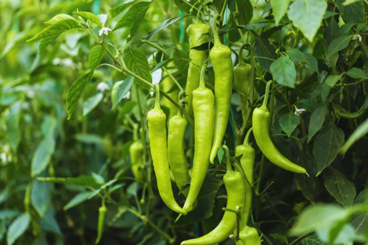 Mirch ki kheti kaise kare