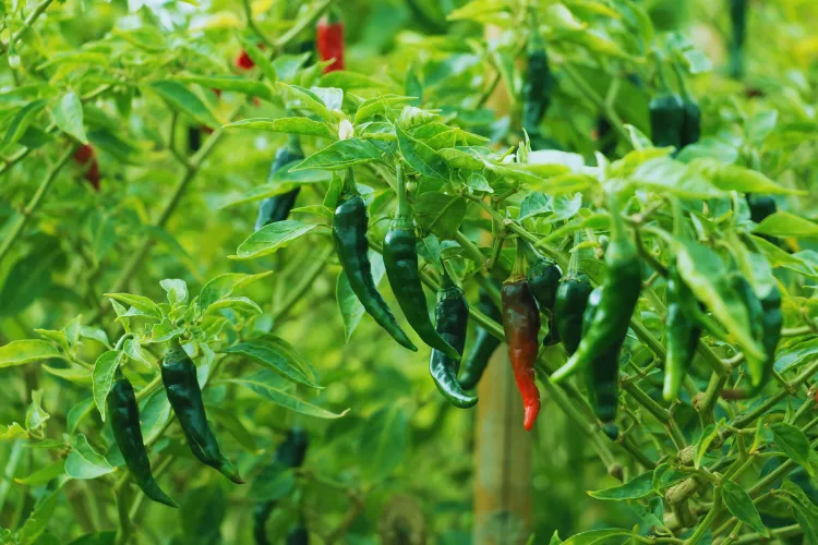 Mirch ki kheti kaise kare