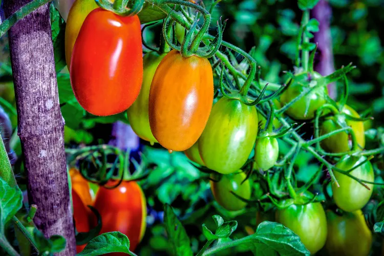 Tamatar ki organic Kheti Kaise Kare