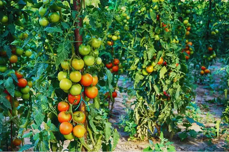 Tamatar ki organic Kheti Kaise Kare