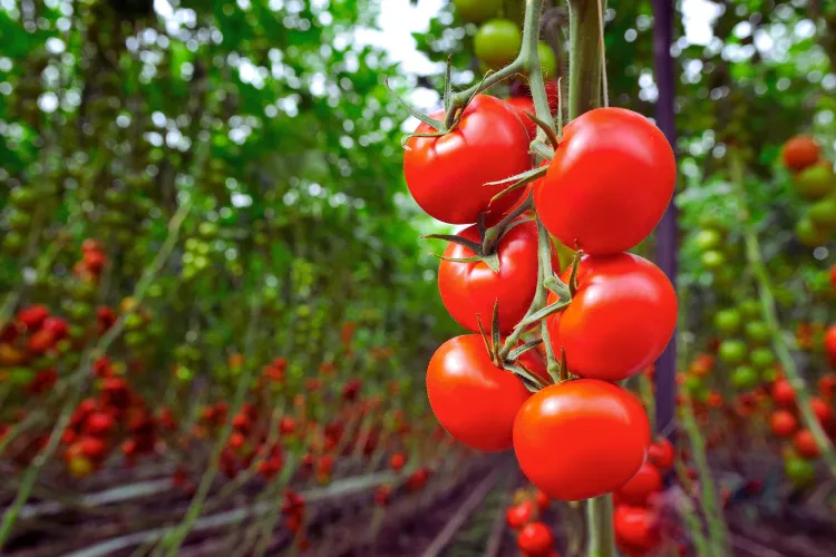 Tamatar ki organic Kheti Kaise Kare