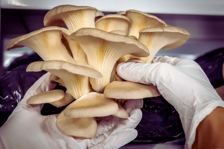 Oyster Mushroom Farming