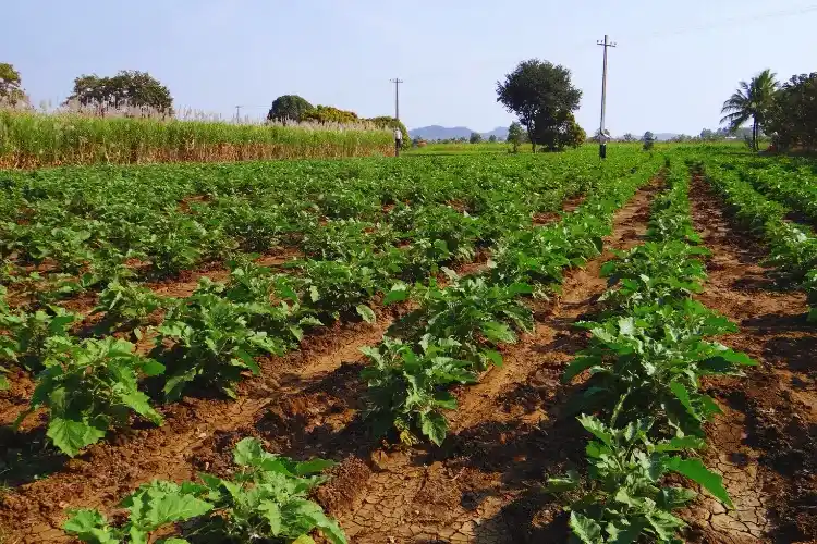 Brinjal Organic Farming