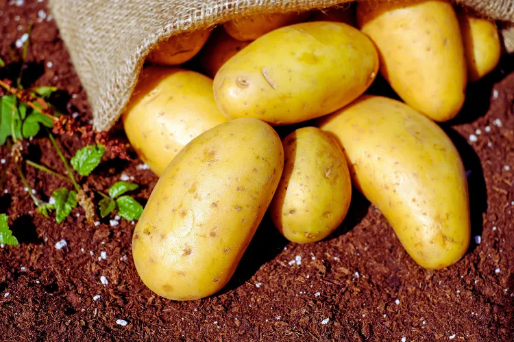 Aalu ki organic kheti