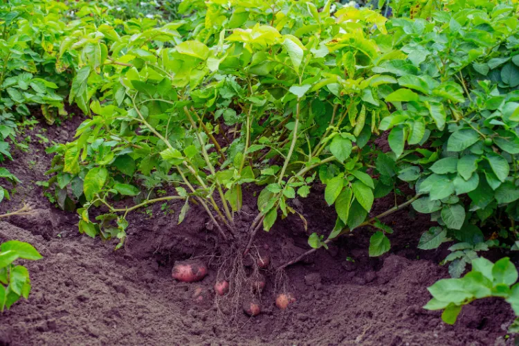 Aalu ki organic kheti