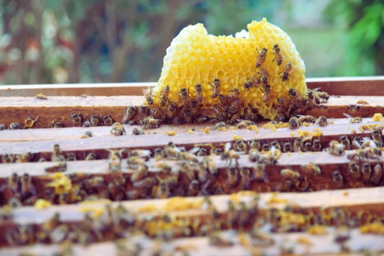 Organic Honey