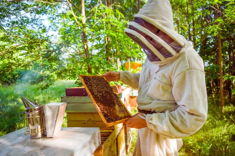 Organic Honey