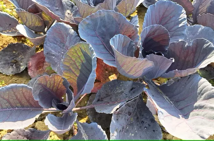 नीले पत्तागोभी की खेती सर्दियों में किसानों को देगी तगड़ा मुनाफा