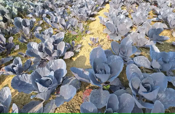 नीले पत्तागोभी की खेती सर्दियों में किसानों को देगी तगड़ा मुनाफा