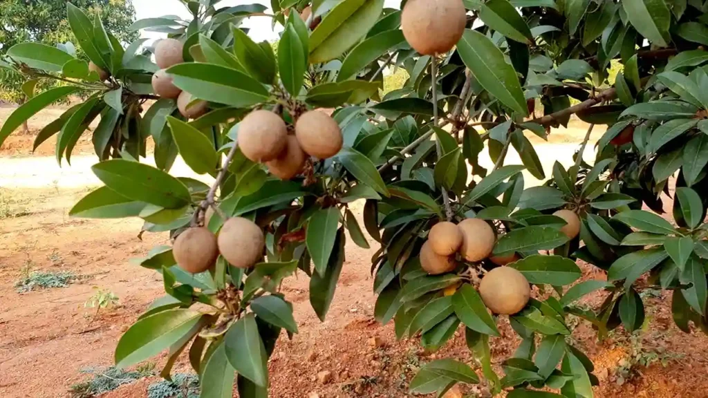 Chikoo Organic Farming