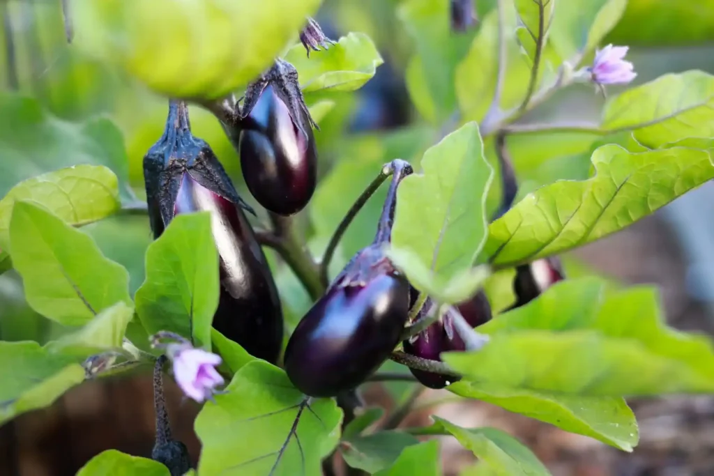 Brinjal Organic Farming