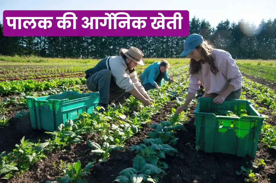Palak ki organic kheti kaise karen