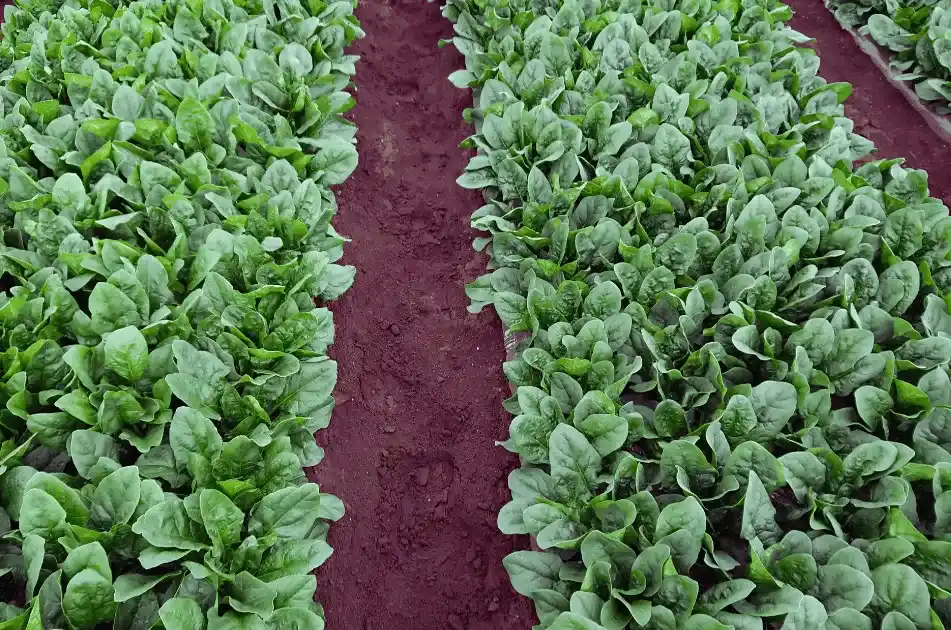 Palak ki organic kheti kaise karen