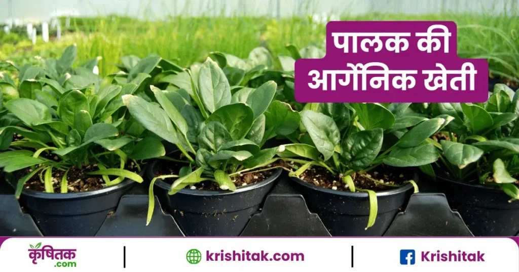 Palak ki organic kheti kaise karen