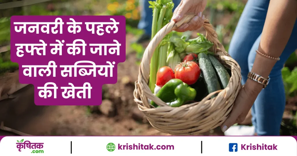 जनवरी के पहले हफ्ते में इन सब्जियों की करें खेती और कमाए ज्यादा से ज्यादा मुनाफा, जाने सब्जियों के नाम और तरीका