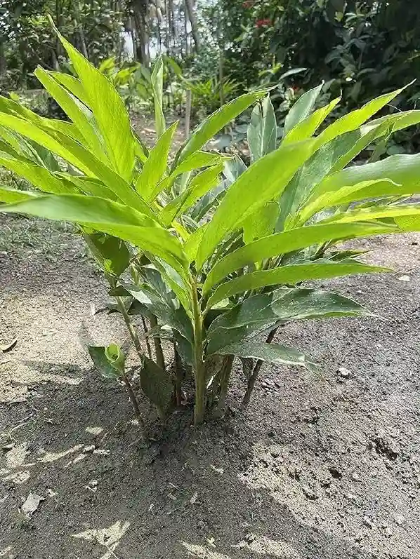 Cardamom Farming In Hindi