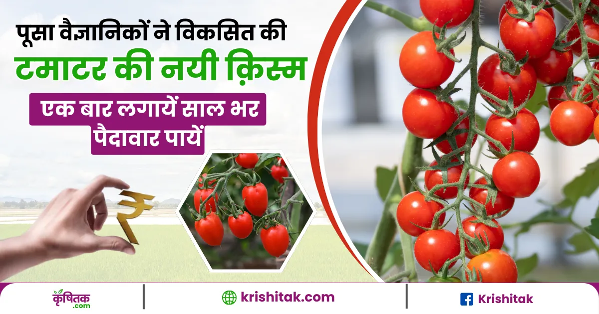 Agri Tips For Tomato Farming