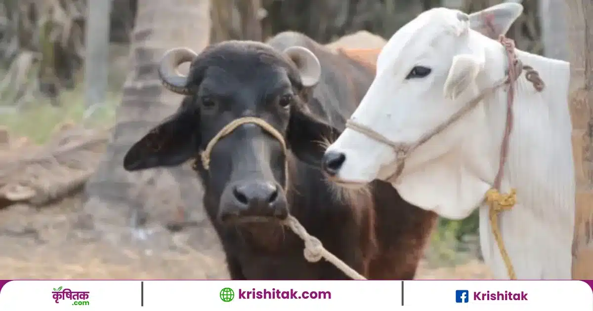 How to Increase Milk Production