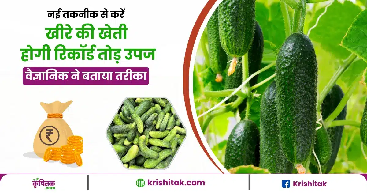 Cultivate Cucumber In A New Way