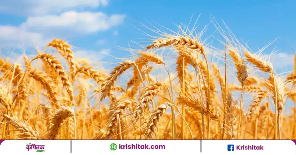 Wheat Cultivate Care Tips