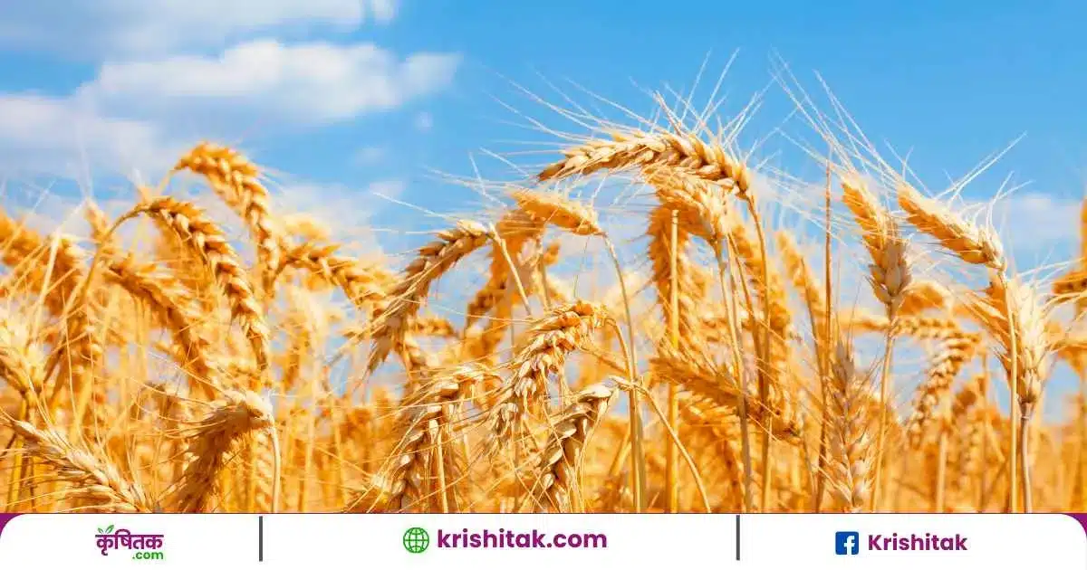Wheat Cultivate Care Tips