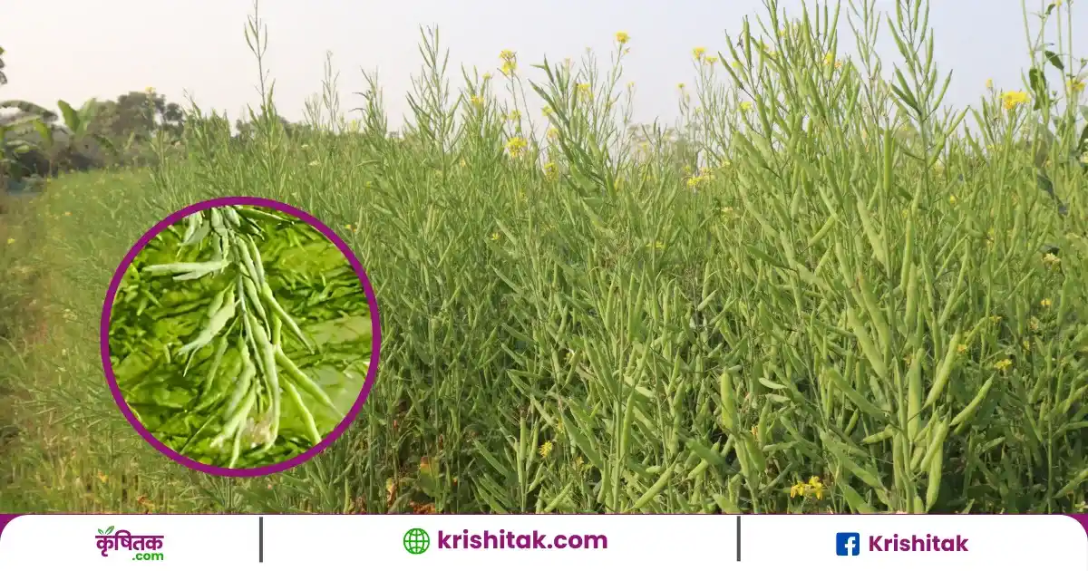 Jhumka Musturd Farming