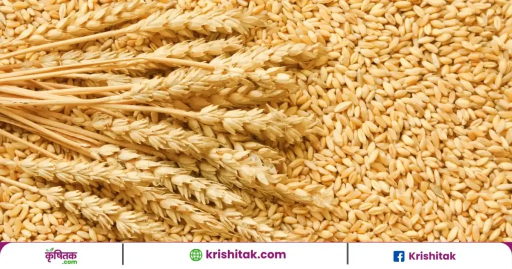 Wheat Price