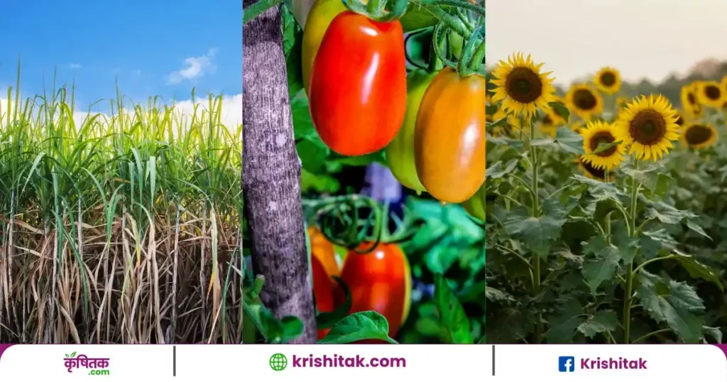 किसान भाई फरवरी में करें इन 6 फसलों की बुआई, जिससे होगी बंपर कमाई!