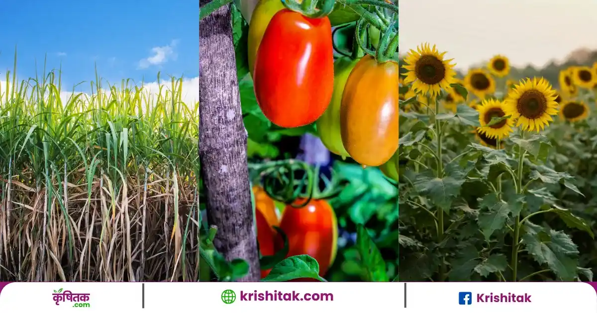 किसान भाई फरवरी में करें इन 6 फसलों की बुआई, जिससे होगी बंपर कमाई!