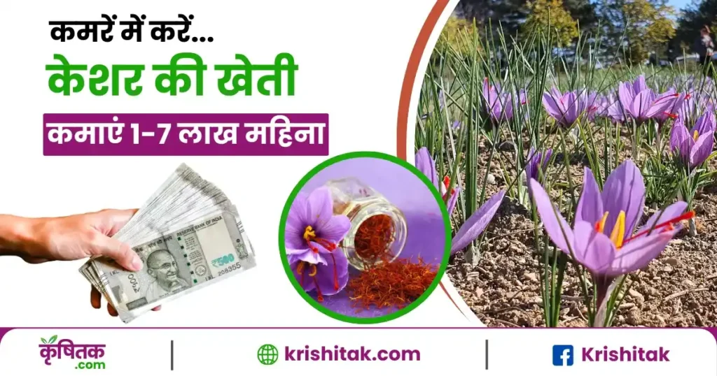 Kamre Mein Kesar Ki Kheti kaise kare