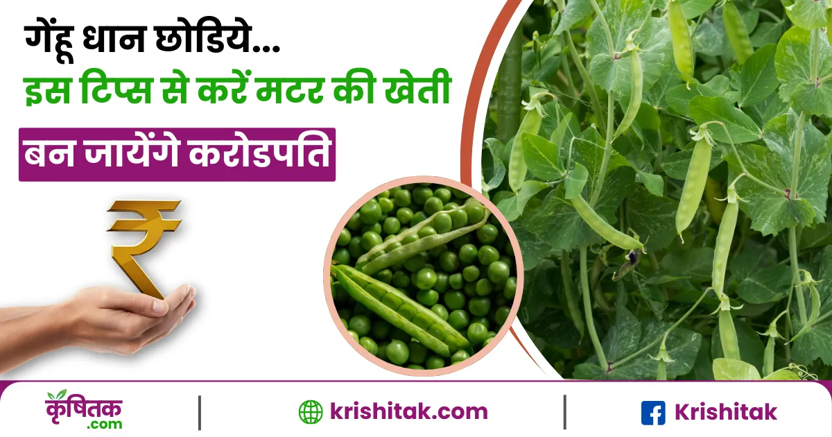गेंहू धान छोडिये... इस टिप्स से करें मटर की खेती, बन जायेंगे करोडपति