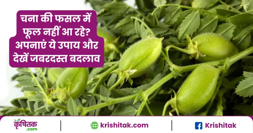 Gram Farming Tips
